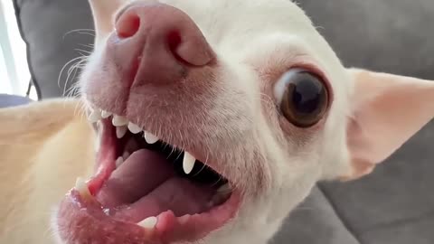 Funny Animal Videos