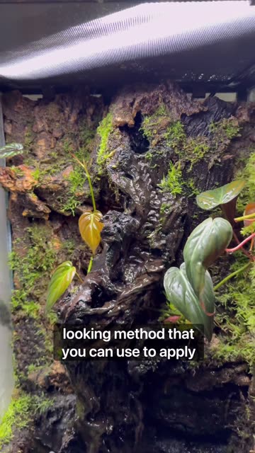 Wet Moss Mix - Terrariums