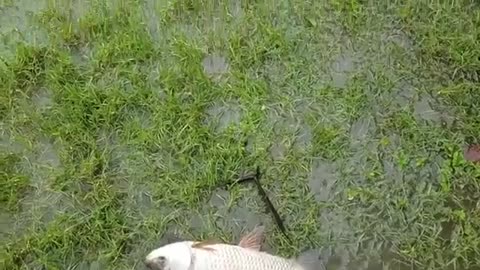 Net & Fishing