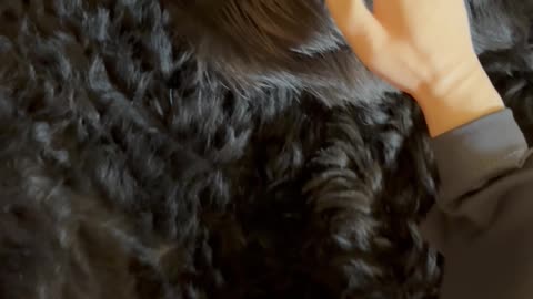 Wednesday Whiskers with SPH featuring Normy Norman Cakes in sleeping Dads chair. #funny #dogs