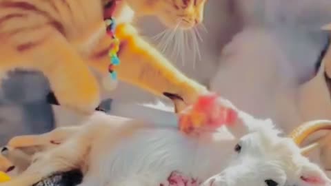A gangster cat life style