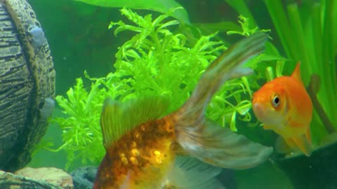 Mi Mascota y Yo - T02E11 - Pez Dorado