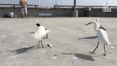 funniest-birds-cats--dogs--best-20-minutes