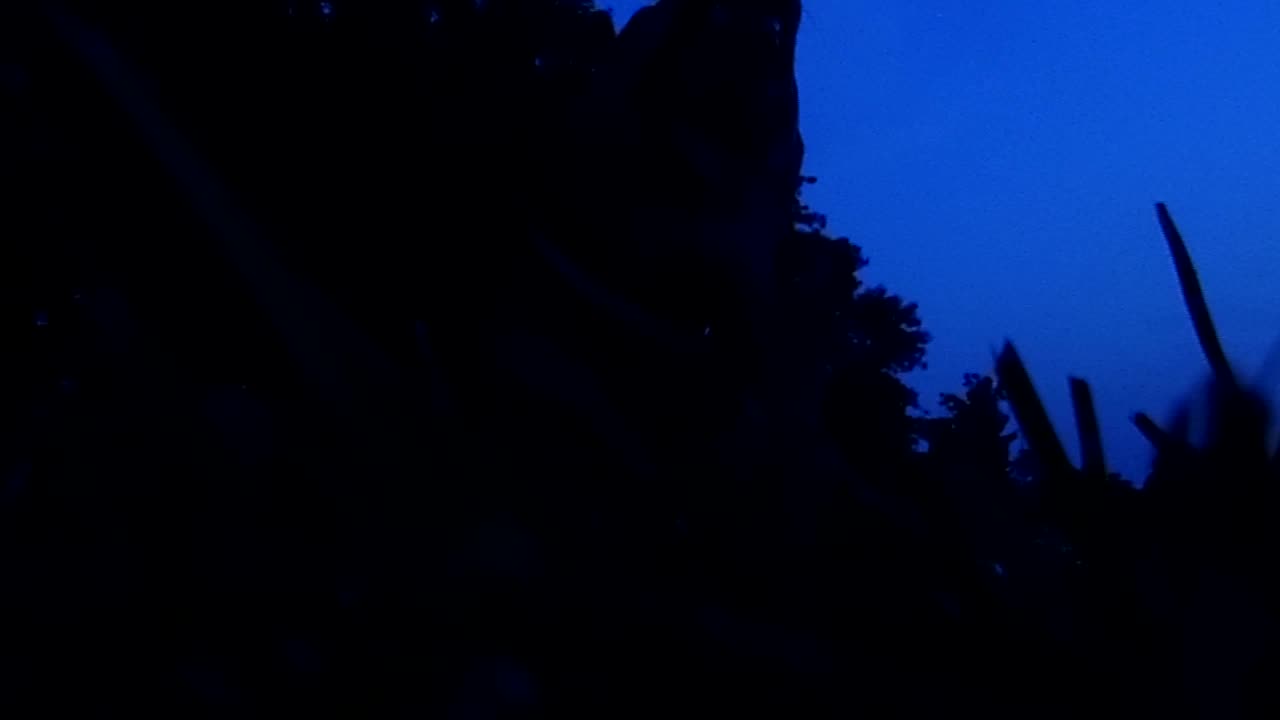 MY DOG JOE A COOL DOG AND SONG