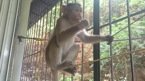 Unexpected Visitors: Thirsty Monkeys Come to My Window in the Jungle!