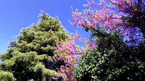 springtime-music-study-music-stress-relief-spring-rebirth-meditation---spring-relaxing-music