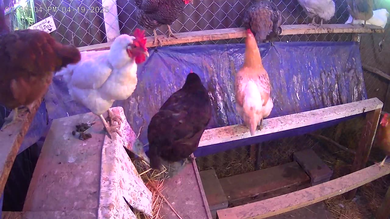 Saturday Night Perch Up Cam3