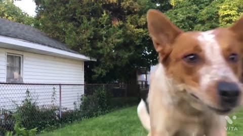 Funniest animal fails😂😂😂😂