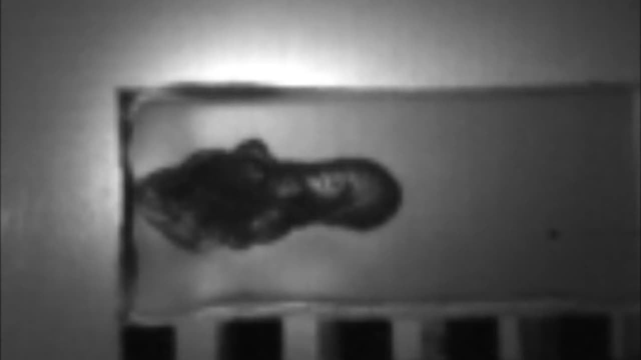 SLOW MOTION 32NAA Cor-Bon 60gr JHP impacting ballistic gelatin