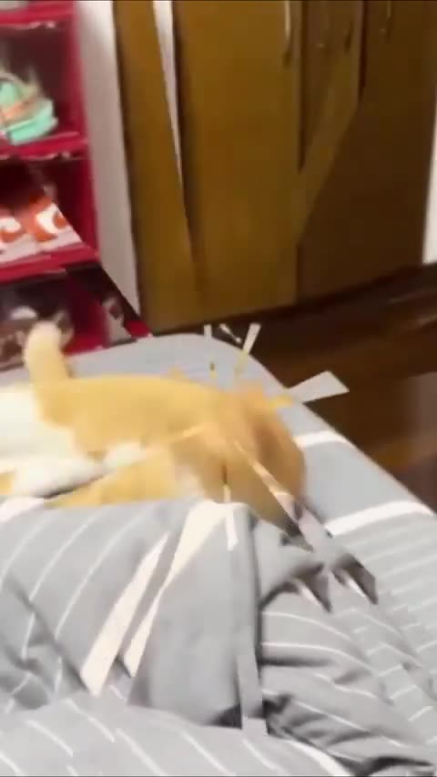 53. Pawsitively Hilarious The Funniest Pets on YouTube Shorts