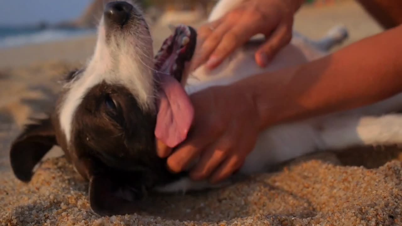 Dog Comedy Chaos | Pawfect LOLs #5