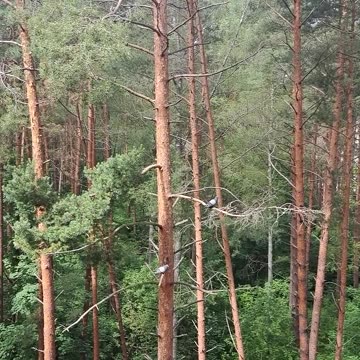 View from My Window on Heaven Seven