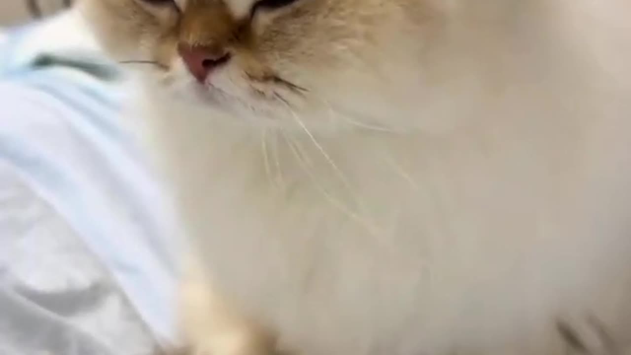 Funny Cat Fails 😆 Funny Cat Compilation 😂😁😆 Memes
