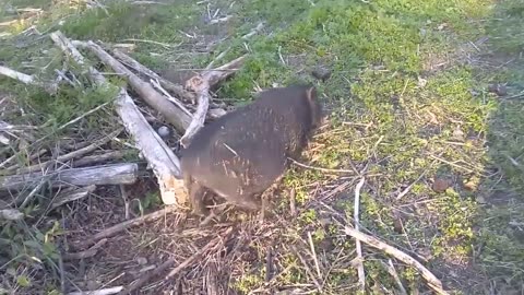 😂😴 That's Definitely a Sleeping Pig... or is it? | FunFM