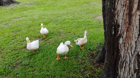 Duck's asking for treats
