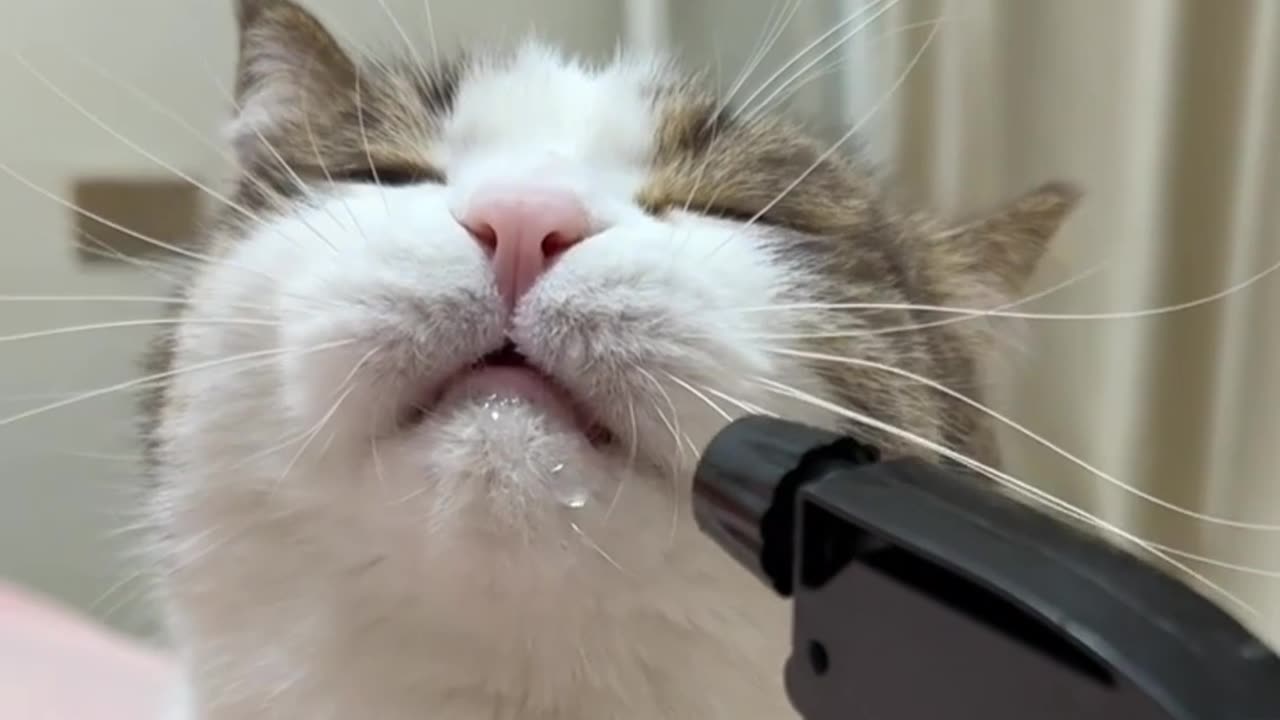 “This Is How You Drink Water! 🐱💦 Take Notes, Humans.”