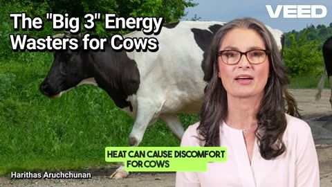Maximize Dairy Efficency: The Big 3 Energy Wasters for Cows