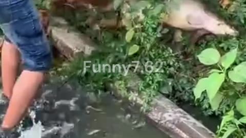 Dirty Pond Yields Massive Catfish