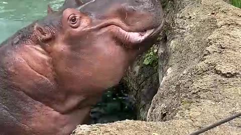 Hippos eating pumpkins #shorts #animals#viral