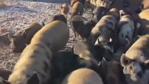 I think we need one more pig. cartercountrymeats.com