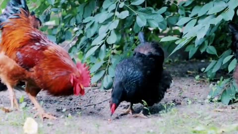 Cock eating food