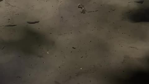 Rat and Crab Rivals Spotted Fighting on the Beach