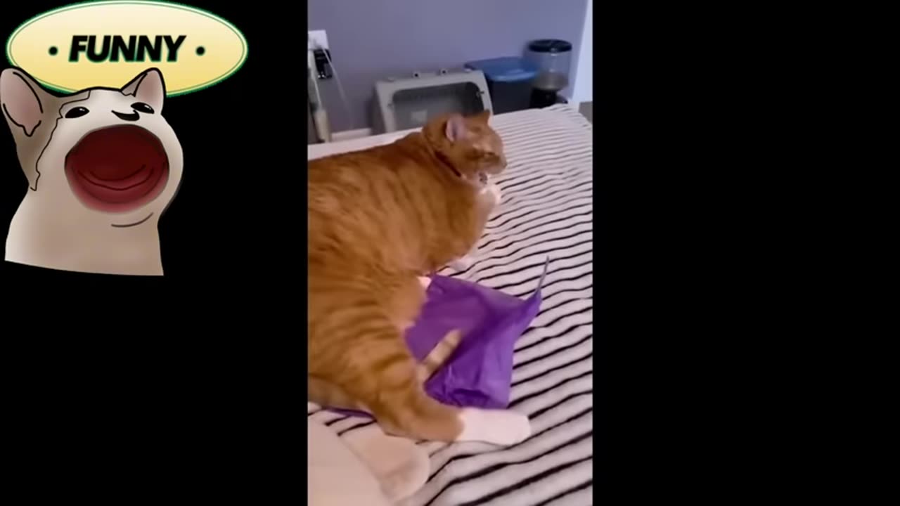 Funny Cats reaction everyday =)