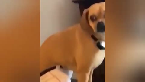 funny viral cats and dogs