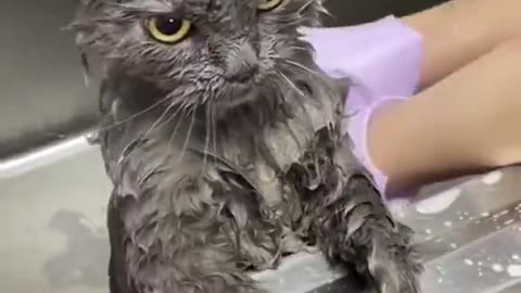 Washing cats