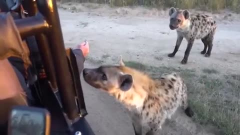Funny Hyenas
