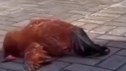 خنده دار