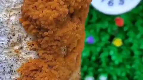 Magic mushrooms