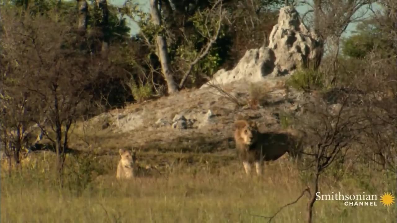 animals