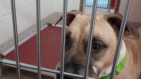 Beans 4y A861707 kennel 57 pod 3 PACC shelter gave peanut butter on end makin it appealin❤️202592423