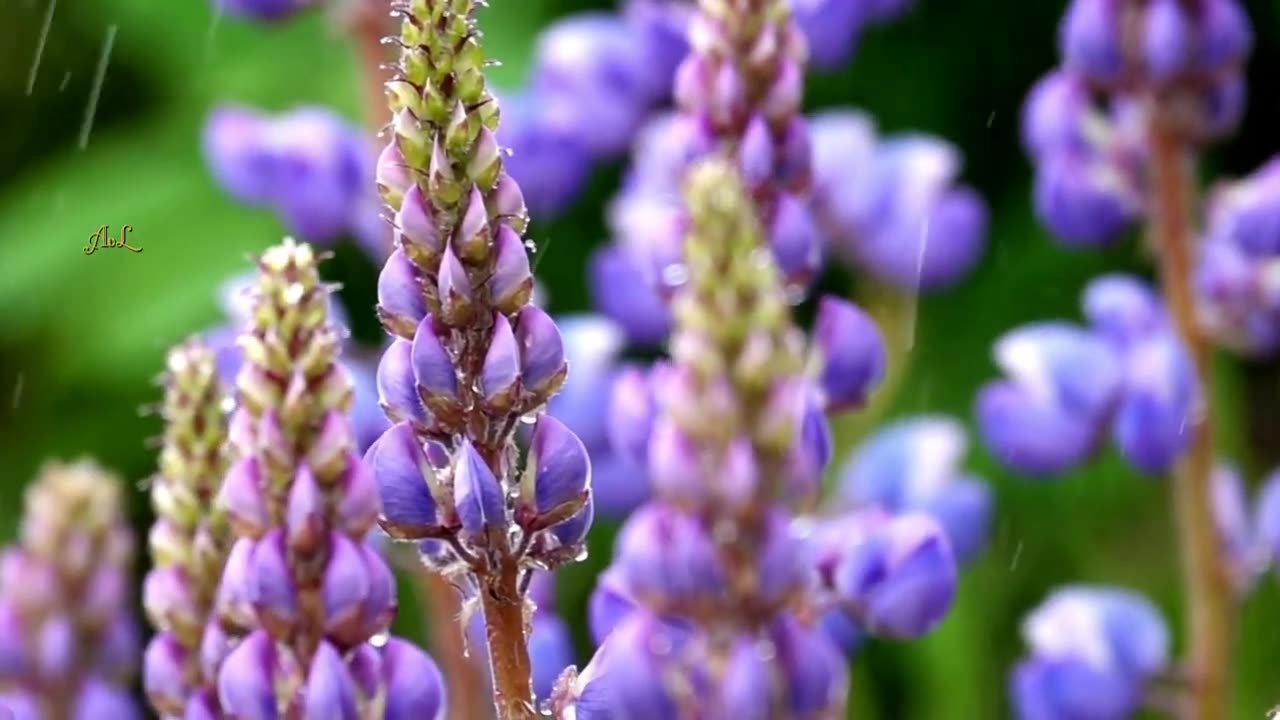 Tribute To Our Beautiful Nature