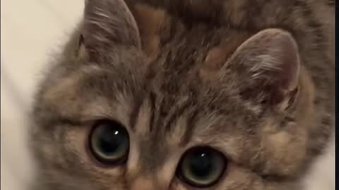 When Your Cat Is 99% Cuteness & 1% Chaos! 😻