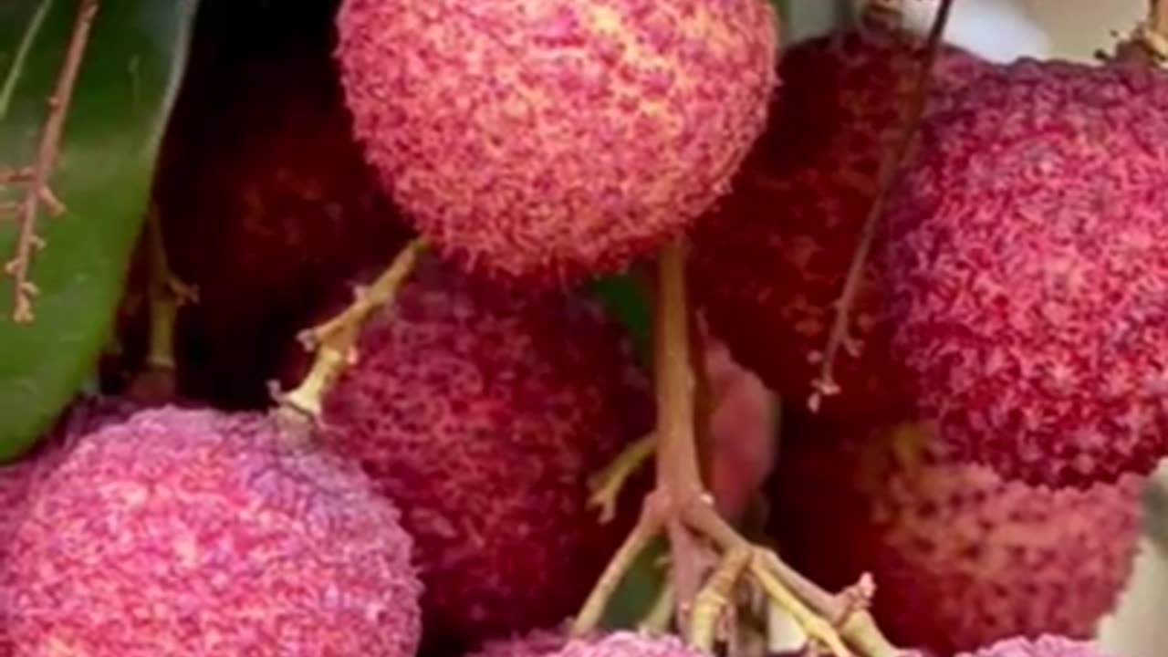 Garmiyon Me leechee khaane ke Fayde 2025