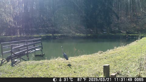 21032025 Fischreiher sonnt sich