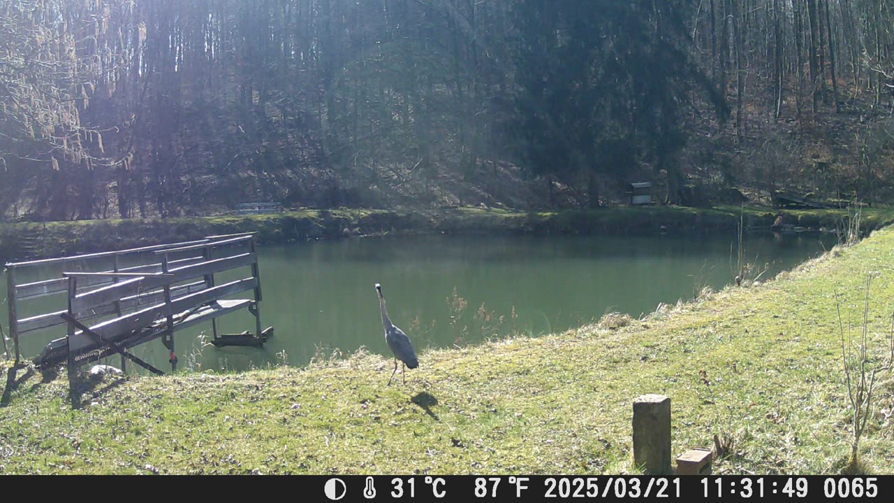21032025 Fischreiher sonnt sich
