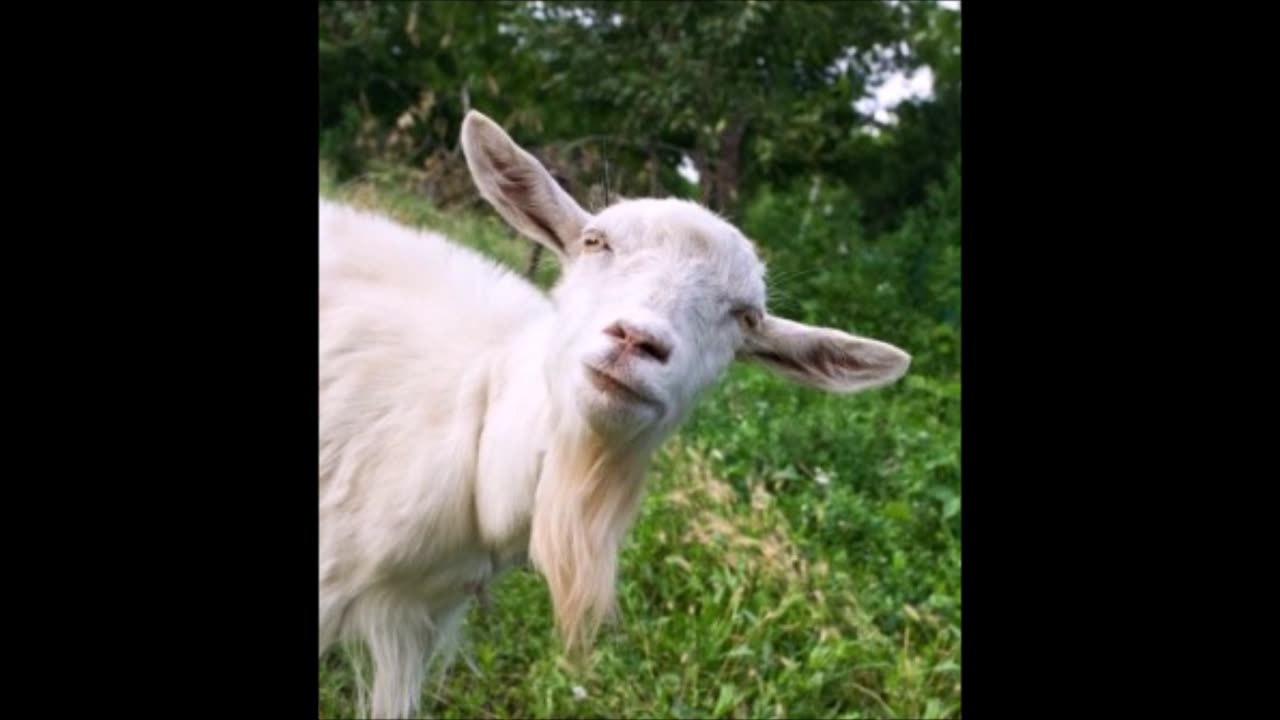 Dr Godfrey Goat presents...White Power (1966) by George Lincoln Rockwell Pt 01 of 17