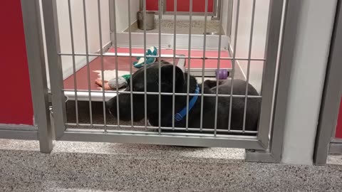 Adonis 4y A866462 kennel 161 PACC shelter he's calm for a little longer 20250511 426
