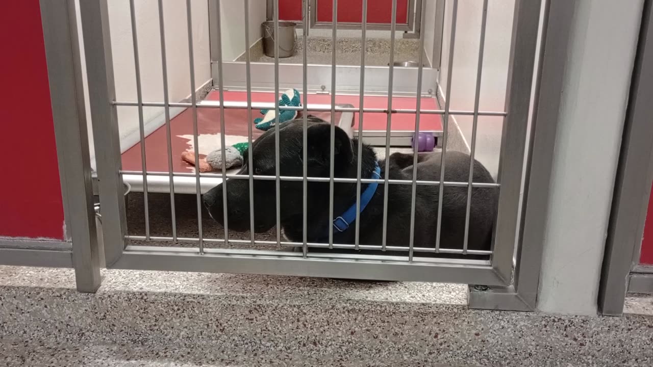 Adonis 4y A866462 kennel 161 PACC shelter he's calm for a little longer 20250511 426
