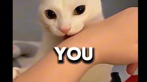 Cat bites human and instantly regrets it 😹 #shorts #funny #cat #cats #fyp #memes #shortsfeed #short