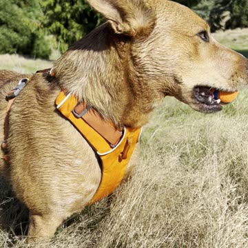 Tokala takes a break 2908420982408