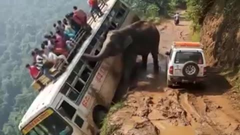 Viral: TERRIFYING: Wild Elephant ATTACKS Tourist Bus on Deadly Cliff Edge | AI-G