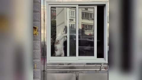 Hilarious Cats & Dogs Video