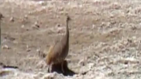 partridge