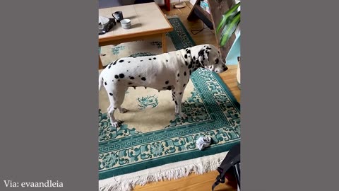 Animals Never Fail To Make Us Laugh 😂 SUPER Funny ANIMALS Video 2025
