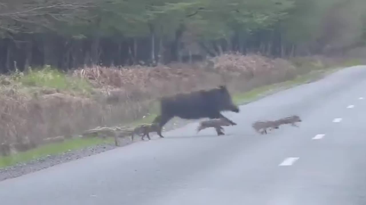 Herd of Wild Boars crossing!