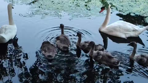 Esto dicen estos hermosos cisnes...🤣
